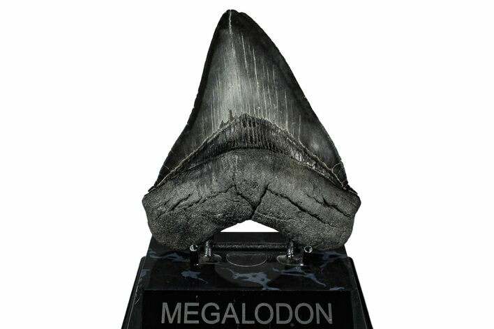 Serrated, Fossil Megalodon Tooth - South Carolina #345785